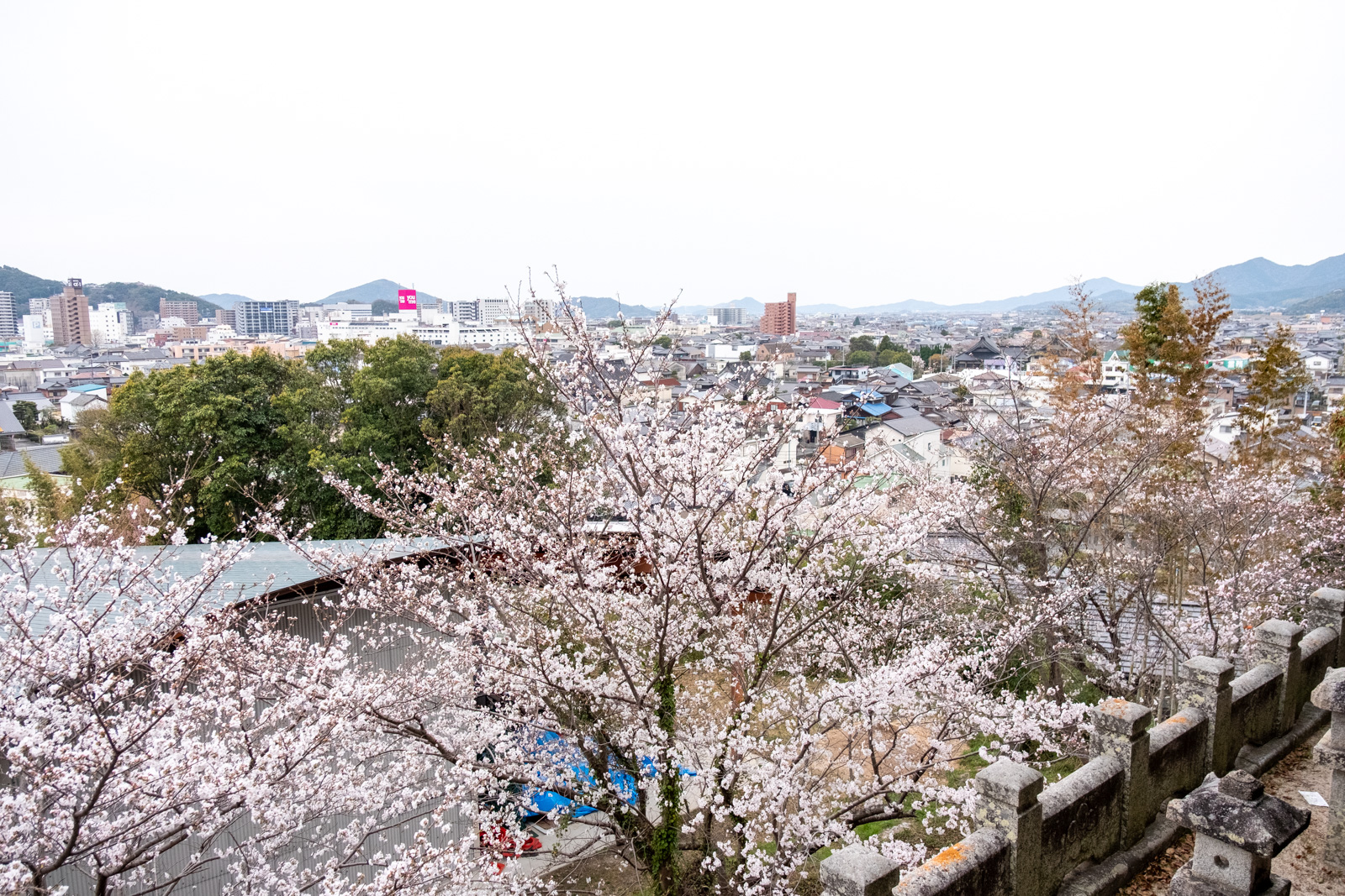 2025防府さくらまつり